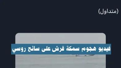 هجوم سمك القرش في الغردقة