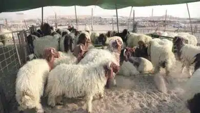 اسعار الاضاحي