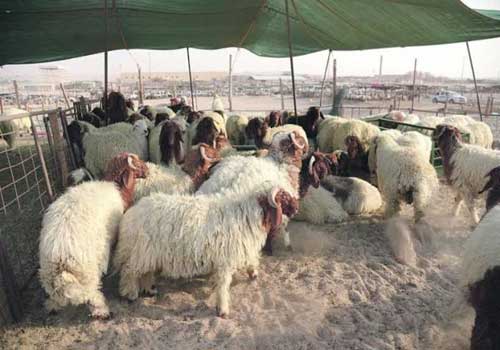 اسعار الاضاحي
