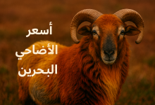 أسعار الأضاحي في البحرين 2025/ 1446