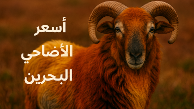 أسعار الأضاحي في البحرين 2025/ 1446