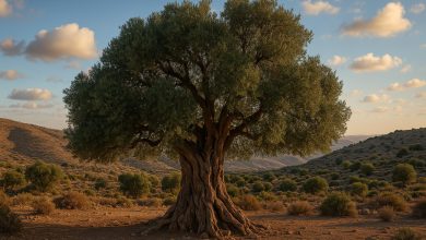 شجرة المهراس الأردنية